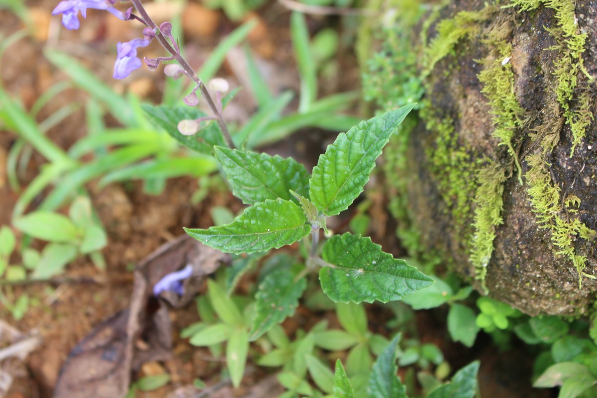 Scutellaria violacea var. violacea Heyne ex Benth.